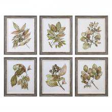 Uttermost 33643 - Uttermost Seedlings Framed Prints S/6